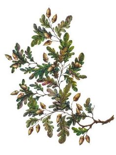 a watercolor painting of leaves and branches