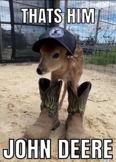 a baby deer wearing cowboy boots with the caption that says, that's him john deere