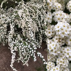 small white flowers are growing on the ground