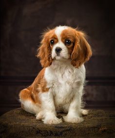 a small brown and white dog sitting on top of a chair