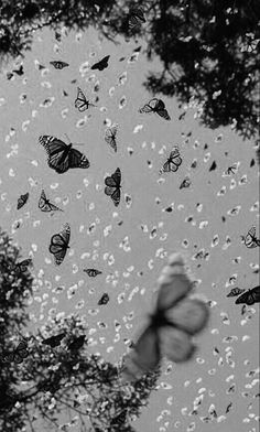 many butterflies flying in the sky above trees