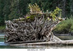 an old tree stump in the middle of a river