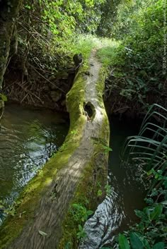 a log that is in the water near some bushes and trees with moss growing on it