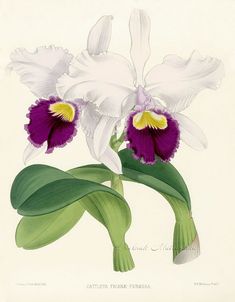 an illustration of two purple and white flowers