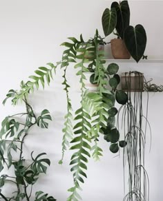 some green plants are hanging on the wall