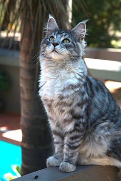 a cat sitting on top of a wooden fence next to a palm tree and swimming pool