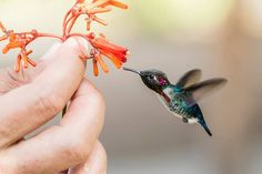 Bee Hummingbird Hummingbird Bee Tattoo, Hummingbird Sketch, Pretty Graphics, Melanistic Animals, Hummingbird Tattoos, Male Bee, Hummingbird Wings, Bee Hummingbird, Hummingbird Nests