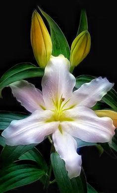 a white and yellow flower with green leaves