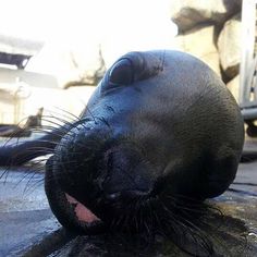 a close up of a seal laying on the ground