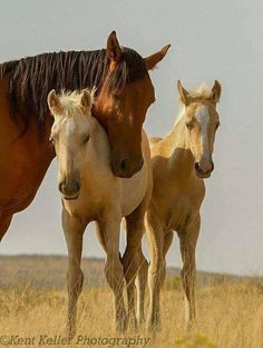 three horses are standing together in the grass