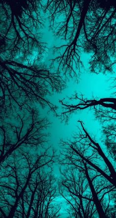 looking up at the tops of tall trees with no leaves on them in a forest