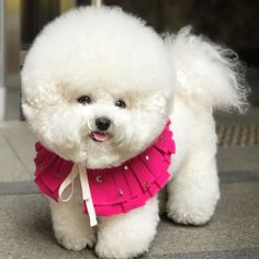 a white poodle wearing a pink collar on the sidewalk with it's tongue hanging out