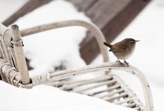 a small brown bird sitting on top of a wooden bench covered in snow next to a park bench