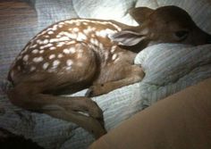 a baby deer laying on top of a bed