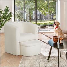 a dog sitting on the floor in front of a white chair and coffee table with a potted plant