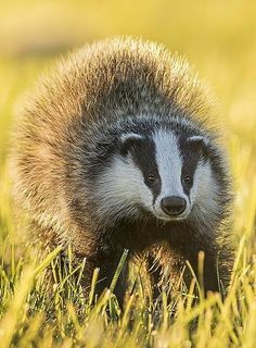 a badger standing on top of a lush green field