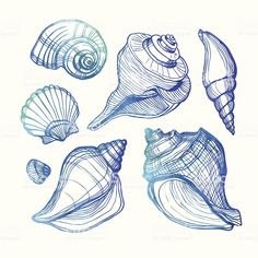 sea shells drawn in blue ink on white paper