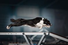 a black and white dog jumping over a rail