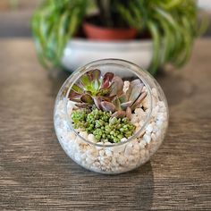 a glass container filled with plants on top of a wooden table