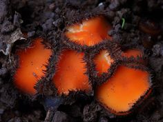 several orange mushrooms growing out of the ground with dirt on it's sides and green sprouts sticking out of them