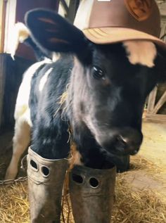 a baby cow wearing a cowboy hat and boots