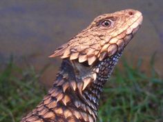 a close up of a lizard in the grass