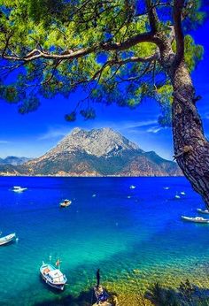 boats are floating in the blue water next to a tree and some mountains on the other side