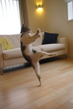 a cat standing on its hind legs in the living room