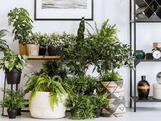 several potted plants on shelves in a room