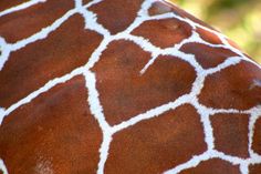 the back end of a giraffe's neck with white lines on it