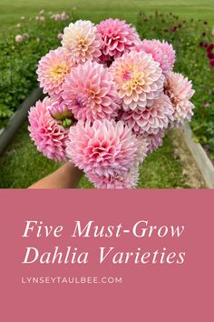 pink flowers with the words five must - grow dahlia varieties