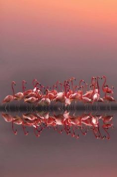 a group of pink flamingos standing on top of a lake next to each other