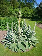 a large plant in the middle of a garden