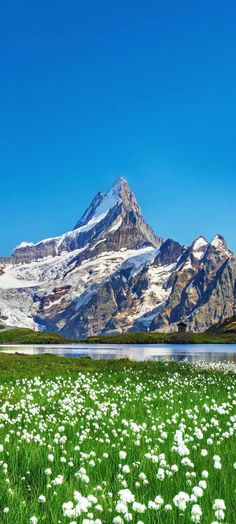 the mountains are covered in snow and green grass with white dandelions on them