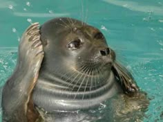 a seal is swimming in the water with its head above his ear