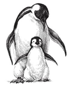 an ink drawing of a penguin and its chick