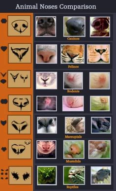 an animal nose comparison chart with pictures of different animals and their names in each section