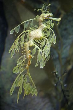 Seahorse Facts, Weedy Sea Dragon, Leafy Sea Dragon, Fauna Marina, Deep Sea Creatures, Marine Aquarium, Marine Fish