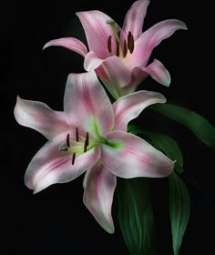 three pink lilies with green leaves on a black background in close up view to the center