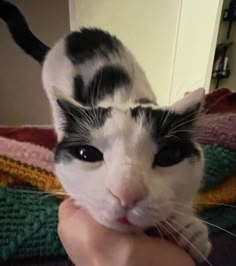 a black and white cat is being petted by someone