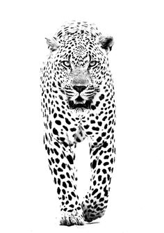 a black and white photo of a leopard running