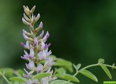 a purple flower with green leaves in the background