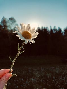 a person holding a flower in their hand with the sun shining through the trees behind them