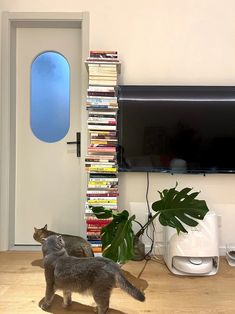 a cat standing in front of a tv next to a book shelf filled with books