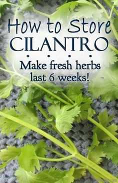 fresh cilantro leaves on the ground with text overlay reading how to store clantro make fresh herbs last 6 weeks