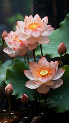 three pink water lilies with yellow center surrounded by green leaves