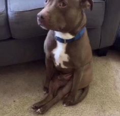 a brown and white dog sitting on top of a carpet next to a blue couch