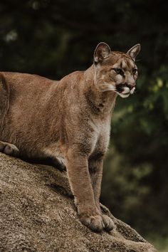 a mountain lion standing on top of a large rock