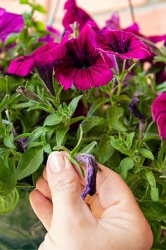 a hand is holding purple flowers in a glass vase with green leaves and stems on it