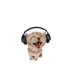 a cat with its mouth open wearing headphones